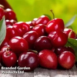 Cherry 'Sylvia' (Mini Fruit Tree) 10 Cherry 'Sylvia' (Mini Fruit Tree) -US Garden Supplies Sales 2024 CHER T10442 D