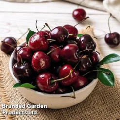 Cherry 'Sylvia' (Mini Fruit Tree) 11 Cherry 'Sylvia' (Mini Fruit Tree) -US Garden Supplies Sales 2024 CHER T10442 E