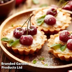 Cherry 'Sylvia' (Mini Fruit Tree) 12 Cherry 'Sylvia' (Mini Fruit Tree) -US Garden Supplies Sales 2024 CHER T10442 F