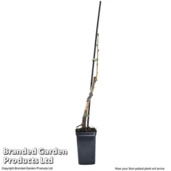 Cherry 'Sylvia' (Mini Fruit Tree) 13 Cherry 'Sylvia' (Mini Fruit Tree) -US Garden Supplies Sales 2024 CHER T10442 G