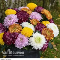 Chrysanthemum 'Incurved Mixed' -US Garden Supplies Sales 2024 CHRY 72960 B