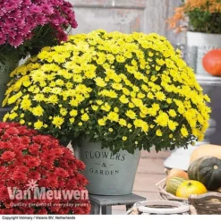 Chrysanthemum 'Hardy Patio Improved' -US Garden Supplies Sales 2024 CHRY V17671 C