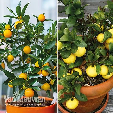 Citrus Tree Collection 2 Citrus Tree Collection - Image 2