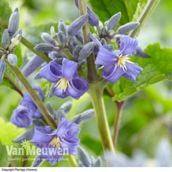 Clematis 'New Love' 10 Clematis 'New Love' -US Garden Supplies Sales 2024 CLEM V56881 A1