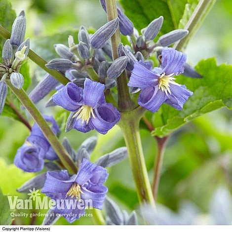 Clematis 'New Love' 5 Clematis 'New Love' - Image 5