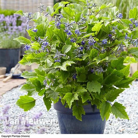 Clematis 'New Love' 2 Clematis 'New Love' - Image 2