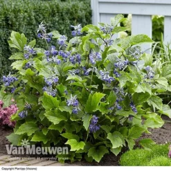 Clematis 'New Love' 9 Clematis 'New Love' -US Garden Supplies Sales 2024 CLEM V56881 C