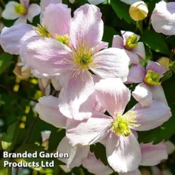 Clematis Montana 'Mayleen' -US Garden Supplies Sales 2024 CLEM MAYLEEN L39277