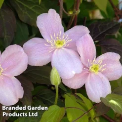 Clematis Montana 'Mayleen' -US Garden Supplies Sales 2024 CLEM MAYLEEN L39278