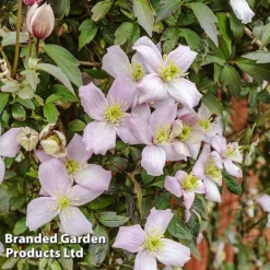 Clematis Montana 'Mayleen' -US Garden Supplies Sales 2024 CLEM MAYLEEN L39280