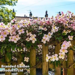 Clematis Montana 'Mayleen' -US Garden Supplies Sales 2024 CLEM MAYLEEN L39281