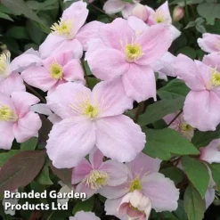 Clematis Montana 'Mayleen' -US Garden Supplies Sales 2024 CLEM MAYLEEN S23286