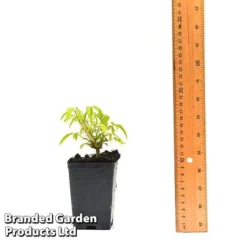 Clematis Napaulensis 7 Clematis Napaulensis -US Garden Supplies Sales 2024 CLEM NAPAUL7CM T44183