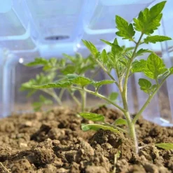 Mini Greenhouse Cloche 8 Mini Greenhouse Cloche -US Garden Supplies Sales 2024 CLOC V69804 C