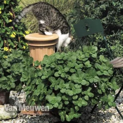 Coleus Canina 'Scaredy Cat' -US Garden Supplies Sales 2024 COLE VKA0115 B