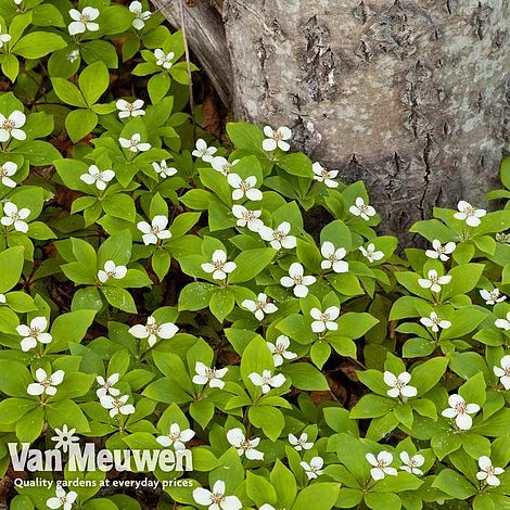 Cornus Canadensis 2 Cornus Canadensis - Image 2