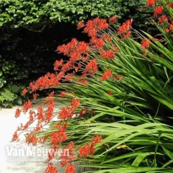 Crocosmia 'Lucifer' -US Garden Supplies Sales 2024 CROC V59582 C