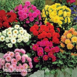 Dahlia 'Figaro Mix' -US Garden Supplies Sales 2024 DAHL V16090 B