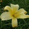 Daylily 'Atlas'