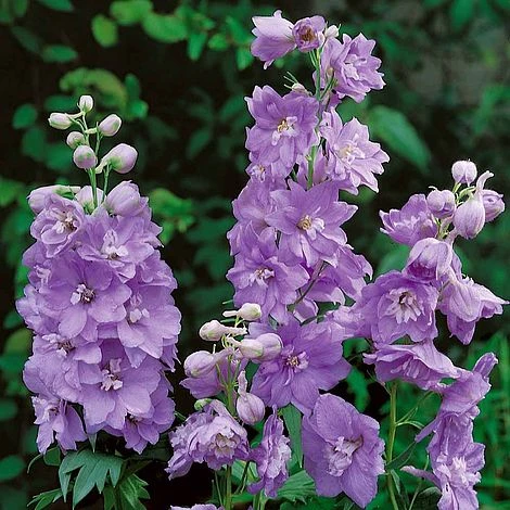 Delphinium 'Cameliard' (Pacific Hybrid) 1 Delphinium 'Cameliard' (Pacific Hybrid)