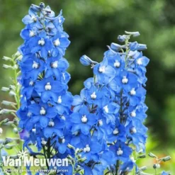 Delphinium 'Summer Skies' (Pacific Hybrid) -US Garden Supplies Sales 2024 DELP v65292 C