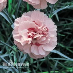 Dianthus 'Cottage Garden Collection' 9 Dianthus 'Cottage Garden Collection' -US Garden Supplies Sales 2024 DIAN V82918 D