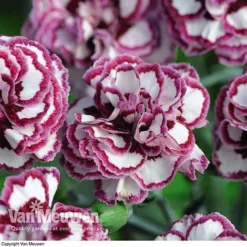 Dianthus 'Cottage Garden Collection' 11 Dianthus 'Cottage Garden Collection' -US Garden Supplies Sales 2024 DIAN V82918 F