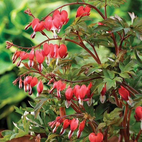 Dicentra Spectablis 'Valentine' 1 Dicentra Spectablis 'Valentine'