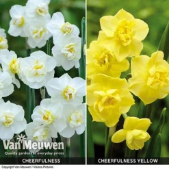 Daffodil 'Cheerfulness Duo' 7 Daffodil 'Cheerfulness Duo' -US Garden Supplies Sales 2024 Daffodil Cheerfulness Duo