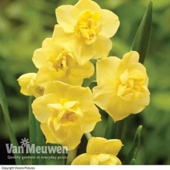 Daffodil 'Cheerfulness Duo' 6 Daffodil 'Cheerfulness Duo' -US Garden Supplies Sales 2024 Daffodil Cheerfulness Yellow