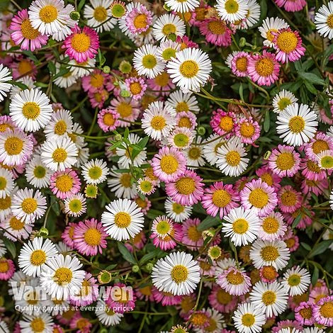 Erigeron 'Stallone' 1 Erigeron 'Stallone'