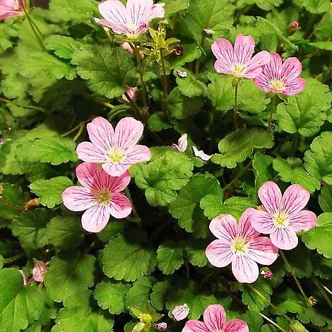 Erodium X Variabile 'Roseum' 1 Erodium X Variabile 'Roseum'