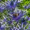 Eryngium 'Blue Steel'