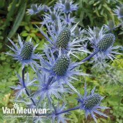 Eryngium 'Blue Steel' -US Garden Supplies Sales 2024 ERYN 42770V B