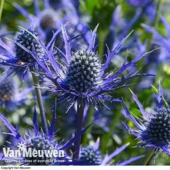 Eryngium 'Blue Steel' -US Garden Supplies Sales 2024 ERYN 42770V E
