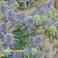 Eryngium Planum 'Blue Hobbit' 6 Eryngium Planum 'Blue Hobbit' -US Garden Supplies Sales 2024 ERYN V46943 C