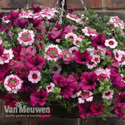 Eton Mess -US Garden Supplies Sales 2024 ETON V48876 C1