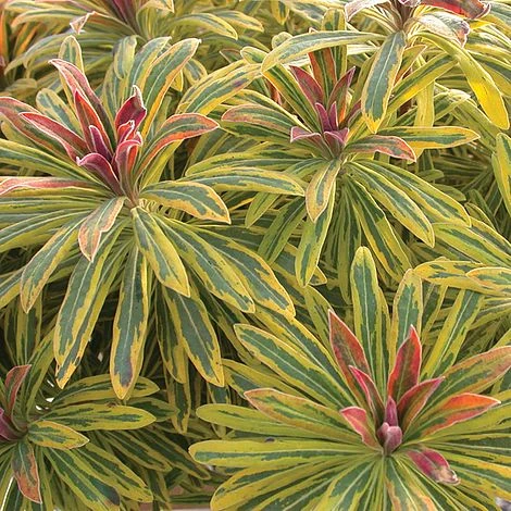 Euphorbia X Martini 'Ascot Rainbow' 1 Euphorbia X Martini 'Ascot Rainbow'