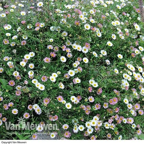 Erigeron 'Stallone' 2 Erigeron 'Stallone' - Image 2
