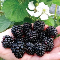 Blackberry 'Reuben'