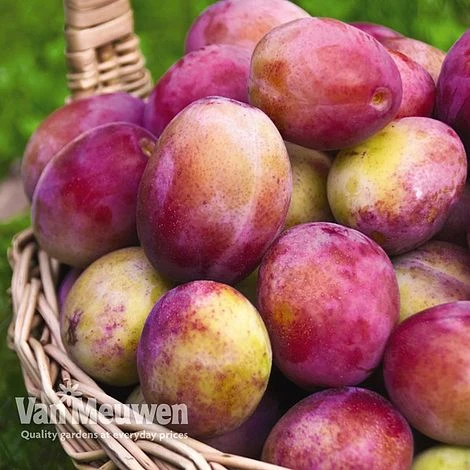 Fruit Tree Orchard Collection 5 Fruit Tree Orchard Collection - Image 5