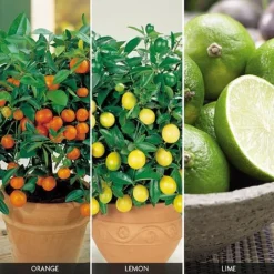 Citrus Tree Collection 9 Citrus Tree Collection -US Garden Supplies Sales 2024 FRUI V59876 A h