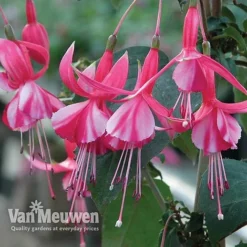 Fuchsia 'Hardy Collection' -US Garden Supplies Sales 2024 FUCH VKA4047 C