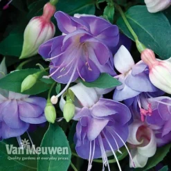 Fuchsia 'Hardy Collection' -US Garden Supplies Sales 2024 FUCH VKA4047 D