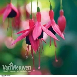 Fuchsia 'Hardy Collection' -US Garden Supplies Sales 2024 FUCH VKA4047 E