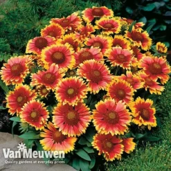 Gaillardia Aristata 'Arizona Sun' 9 Gaillardia Aristata 'Arizona Sun' -US Garden Supplies Sales 2024 GAIL v65378 D