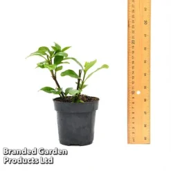 Gardenia 'Crown Jewels' 11 Gardenia 'Crown Jewels' -US Garden Supplies Sales 2024 GARD CROWNJ9CM T44317