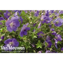Geranium 'Brookside' -US Garden Supplies Sales 2024 GERA V65398 A