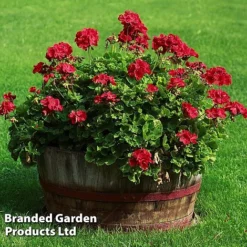 Giant Geranium Bumper Collection -US Garden Supplies Sales 2024 GERA GRANDVIOL L41307