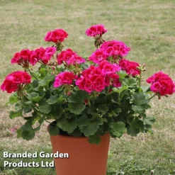 Giant Geranium Bumper Collection -US Garden Supplies Sales 2024 GERA POWERVIOL S14646